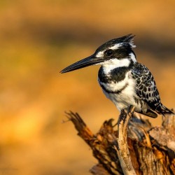 Ahmedabad Jamnagar Weekend Tour 2N/3D ( 2N Jamnagar )